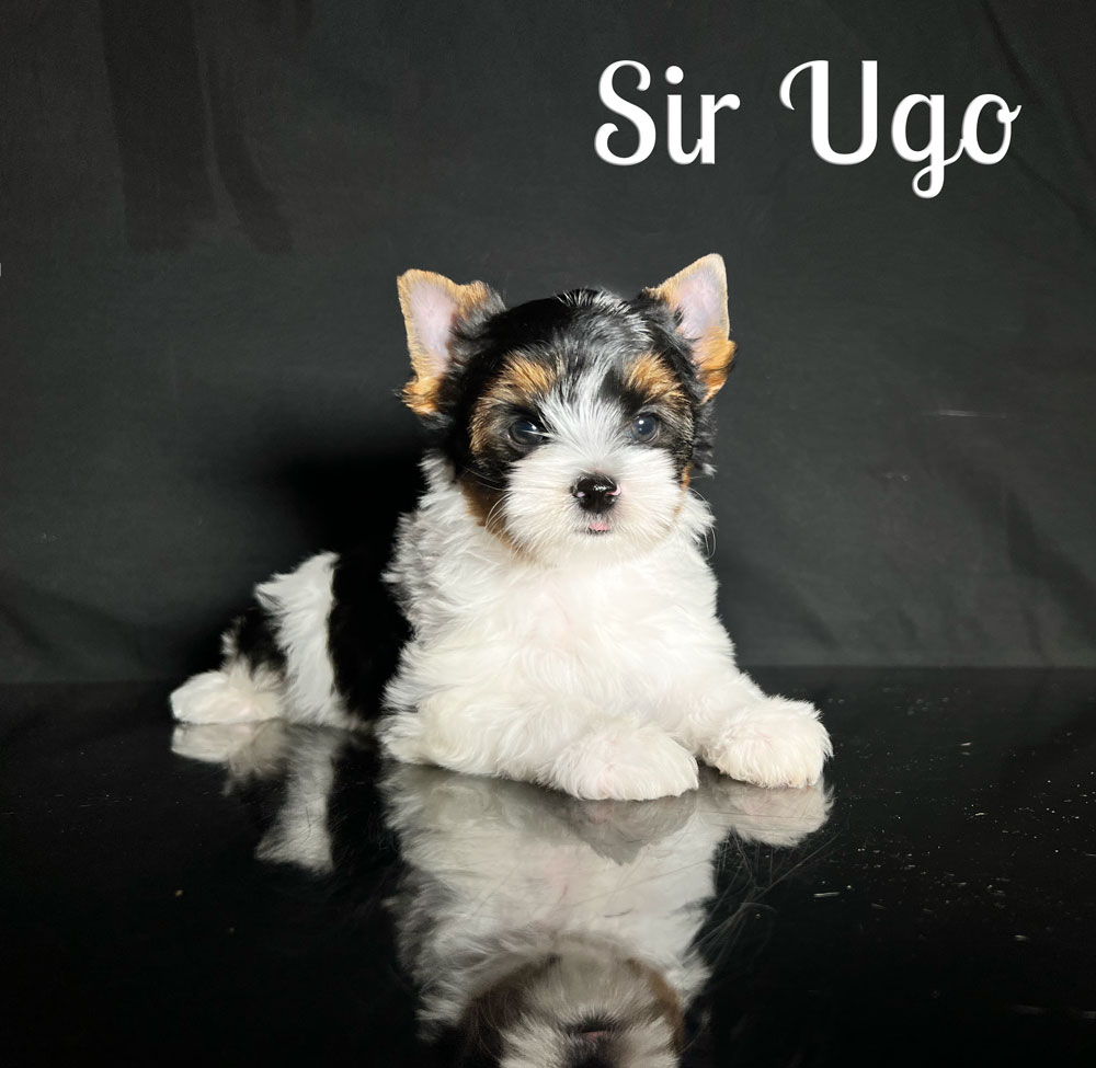 Ugo Biewer Puppy