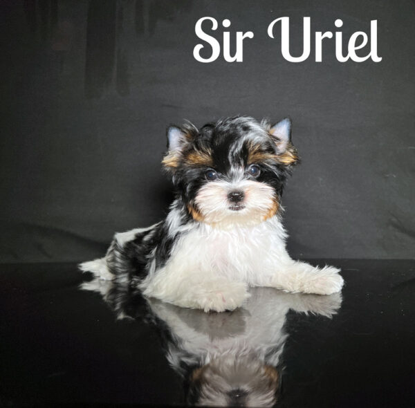 Uriel Biewer Puppy