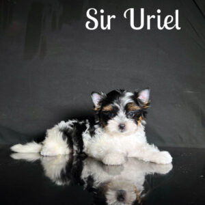 Uriel Biewer Puppy