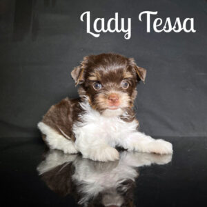 Tessa Biewer Puppy