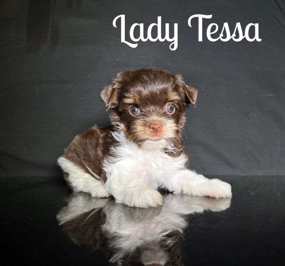 Tessa Biewer Puppy