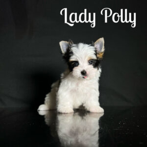 Polly Biewer Puppy