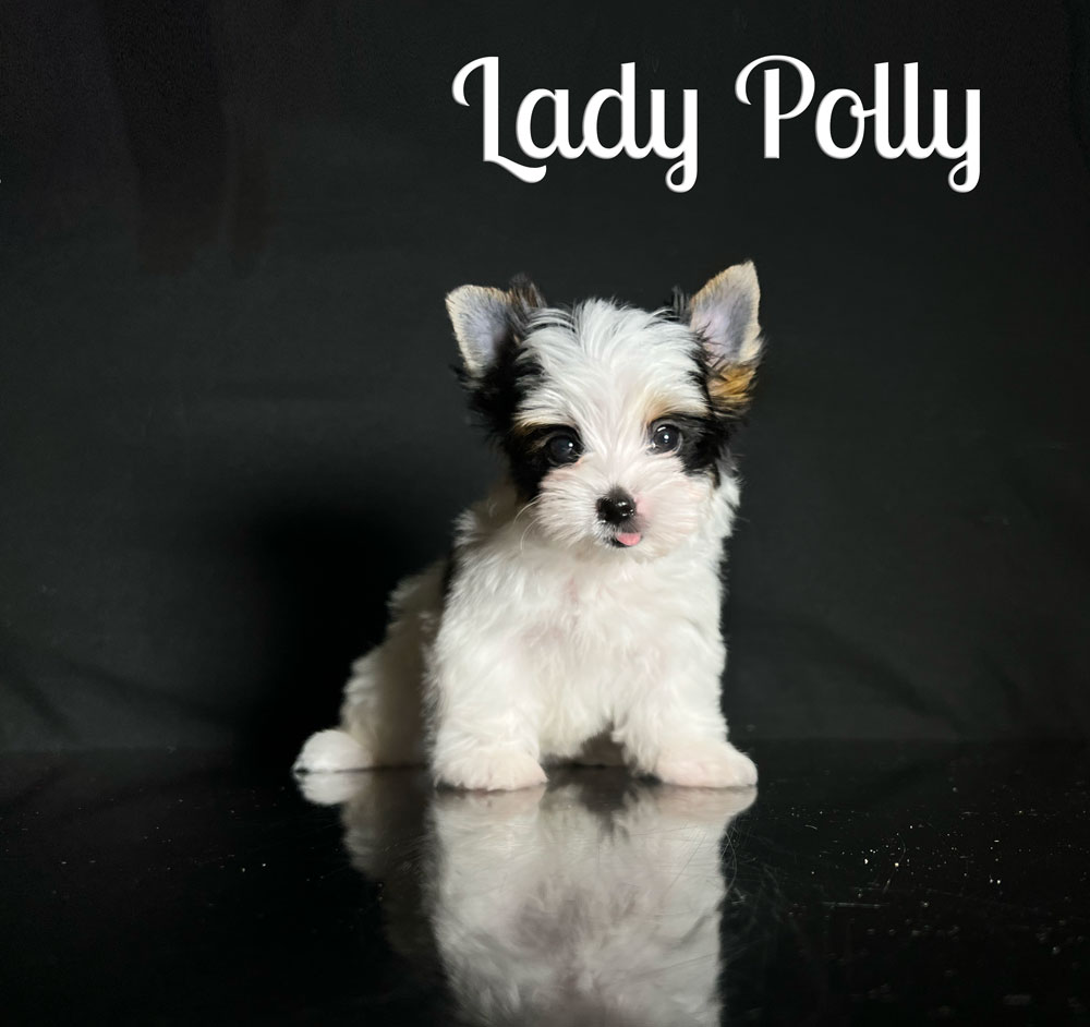 Polly Biewer Puppy