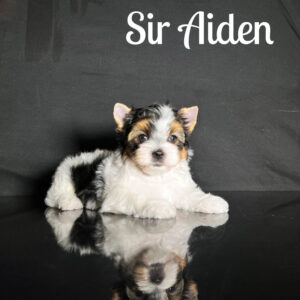 Aiden Biewer Puppy