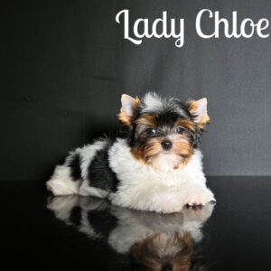 Chloe Biewer Puppy