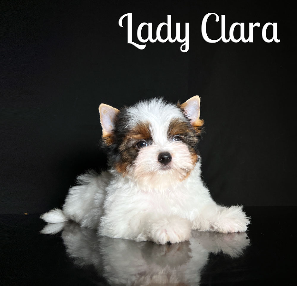 Clara Biewer Puppy
