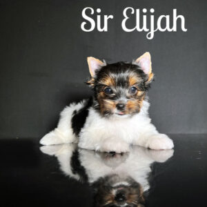 Elijah Biewer Puppy