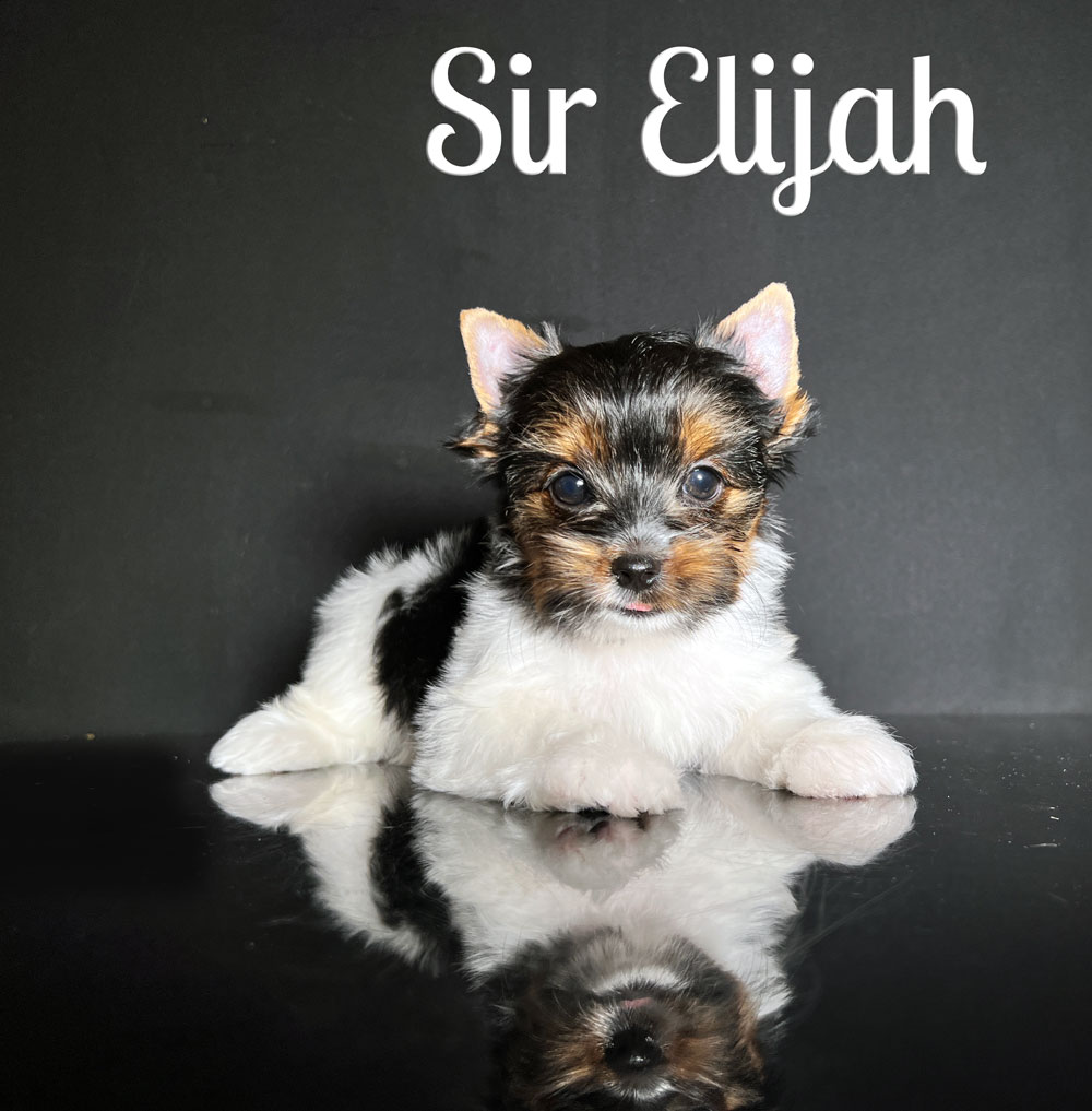 Elijah Biewer Puppy