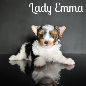 Emma Biewer Puppy