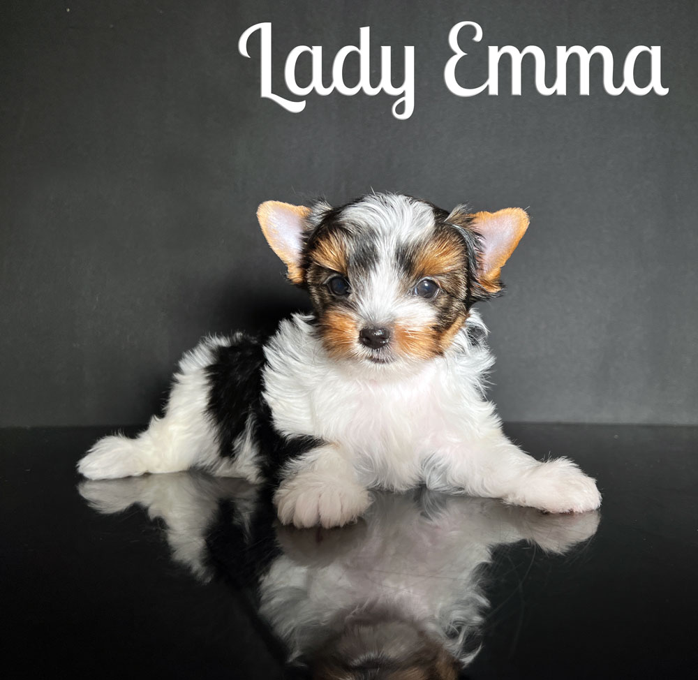 Emma Biewer Puppy