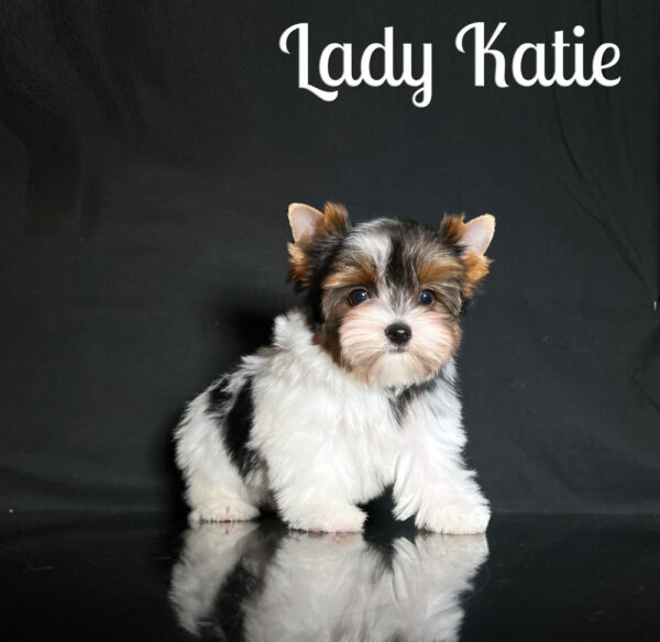 Katie Biewer Puppy