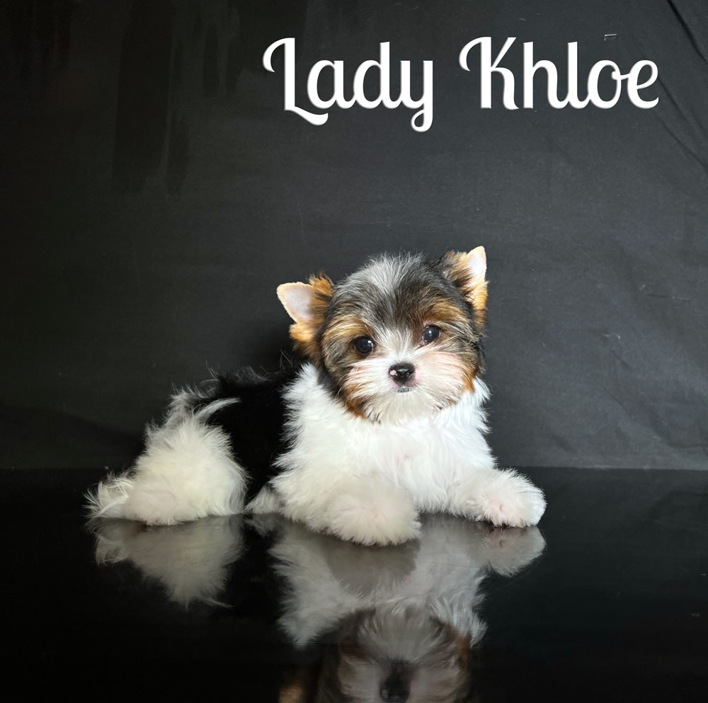 Khloe Biewer Puppy