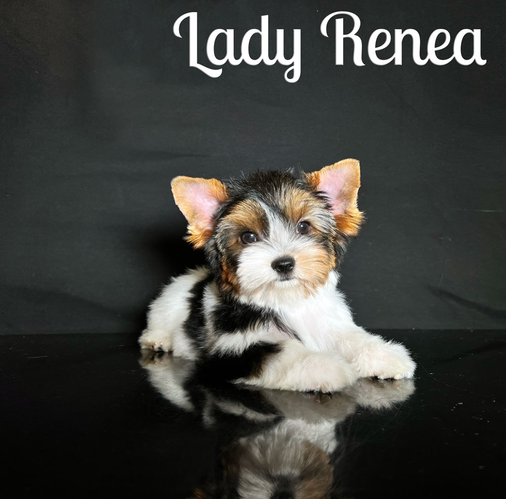 Renea Biewer Puppy