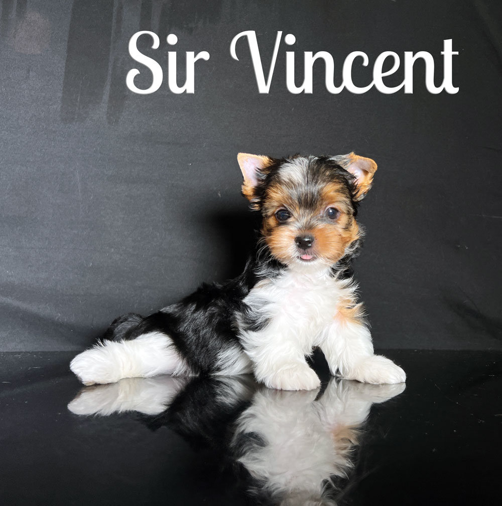 Vincent Biewer Puppy