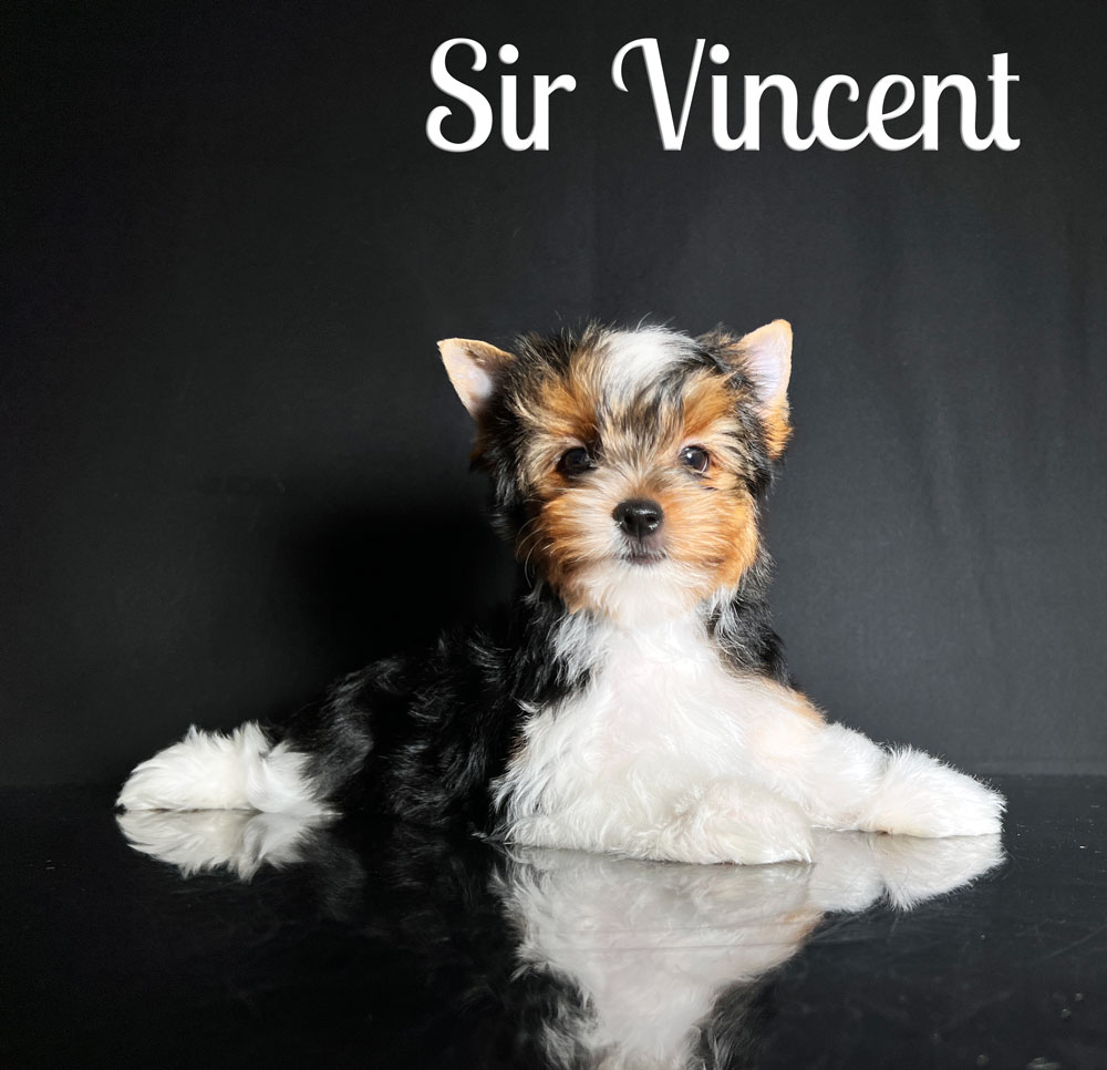 Vincent Biewer Puppy
