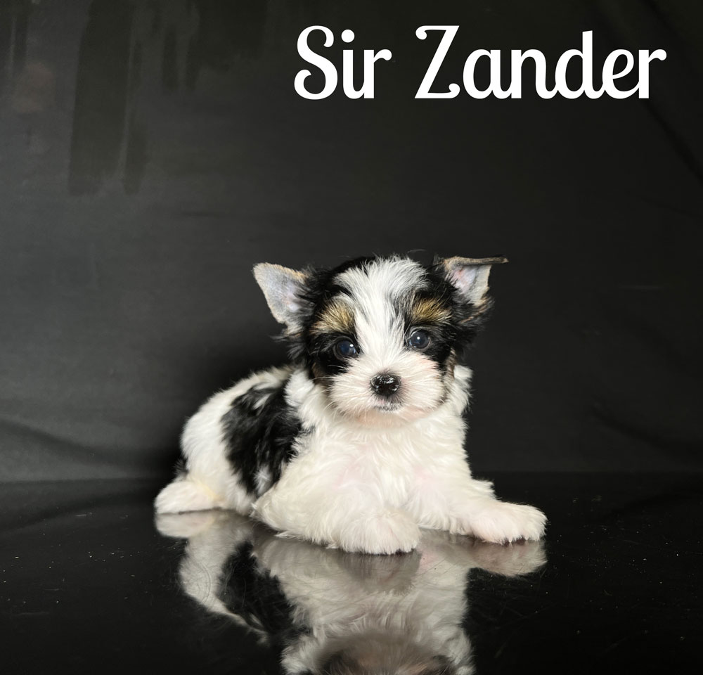 Zander Biewer Puppy