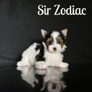 Zodiac Biewer Puppy