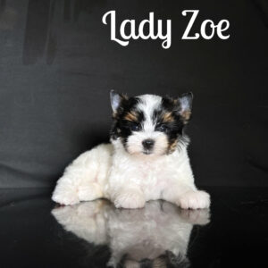 Zoe Biewer Puppy
