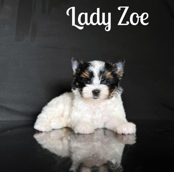 Zoe Biewer Puppy