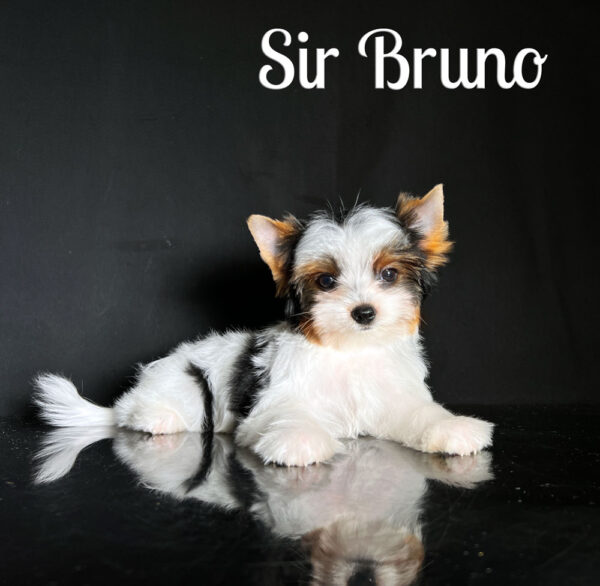 Bruno Biewer Puppy