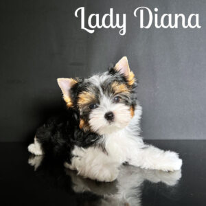 Diana Biewer Puppy