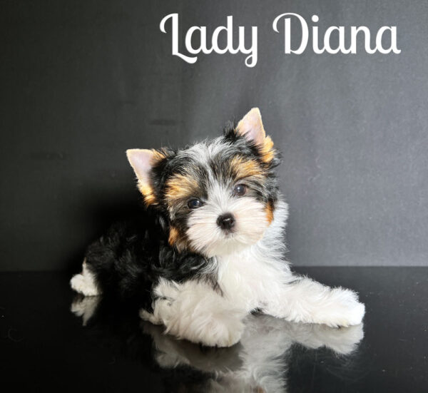 Diana Biewer Puppy