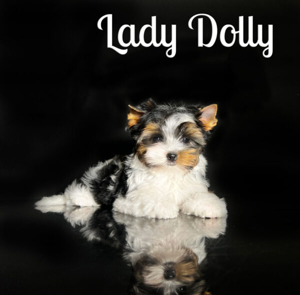 Dolly Biewer Puppy