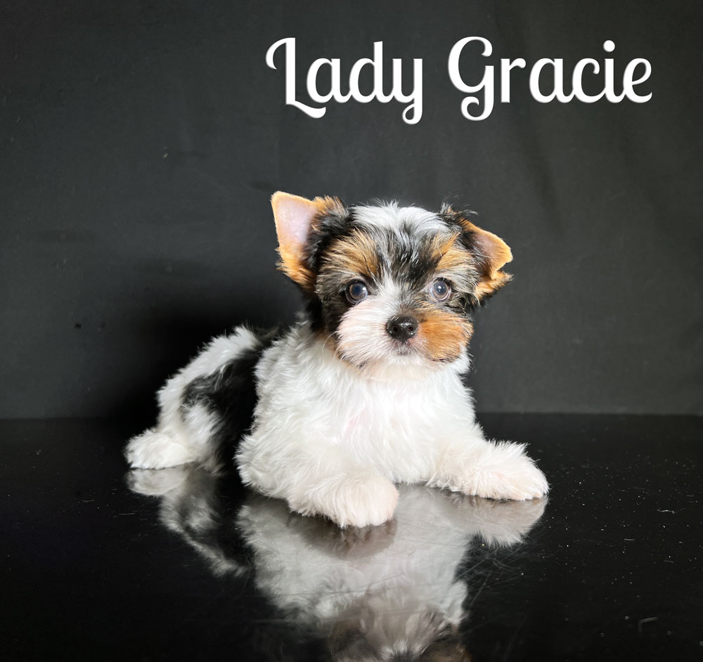 Gracie Biewer Puppy
