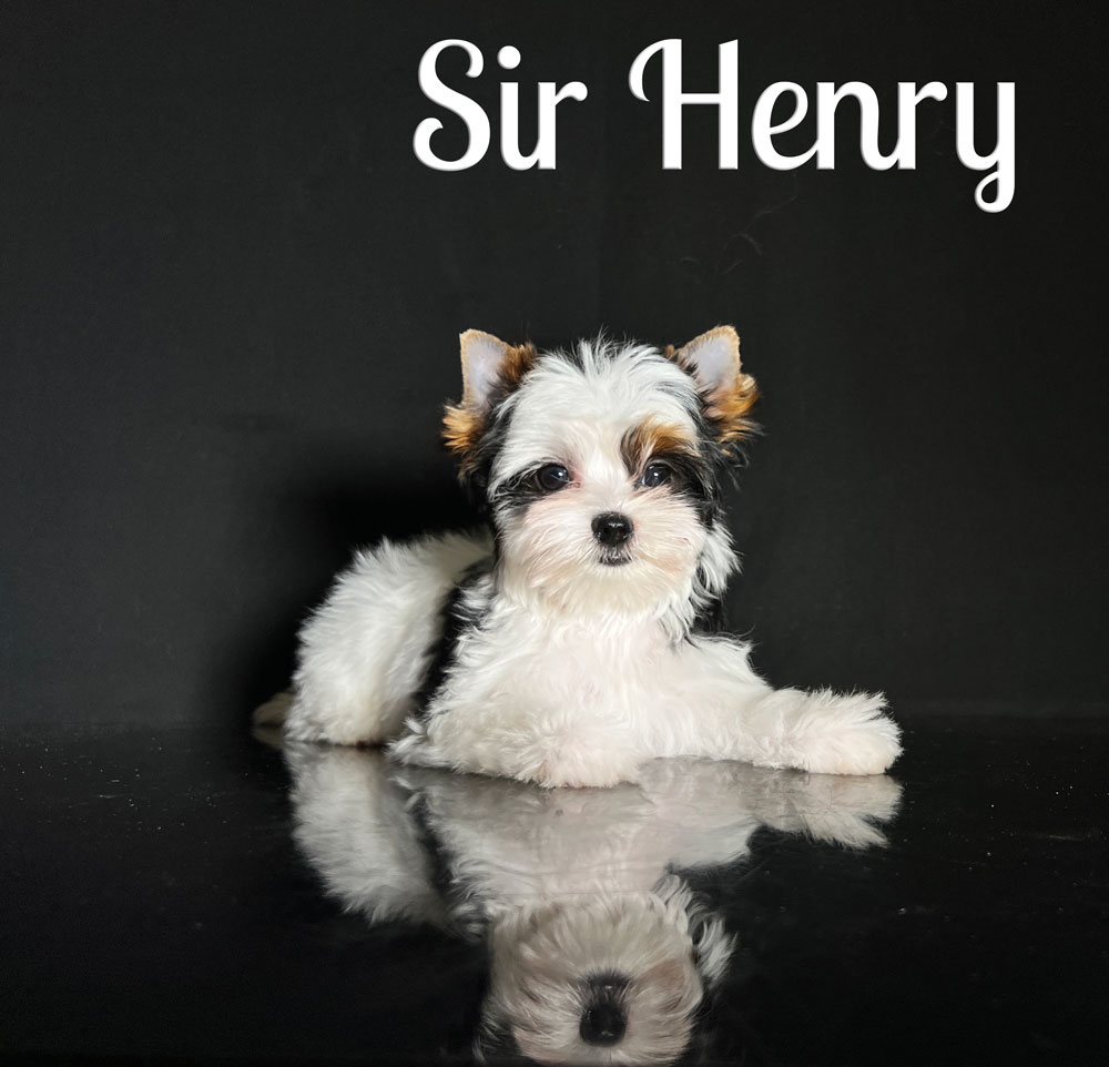 Henry Biewer Puppy