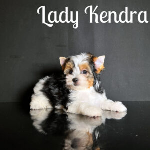 Kendra Biewer Puppy