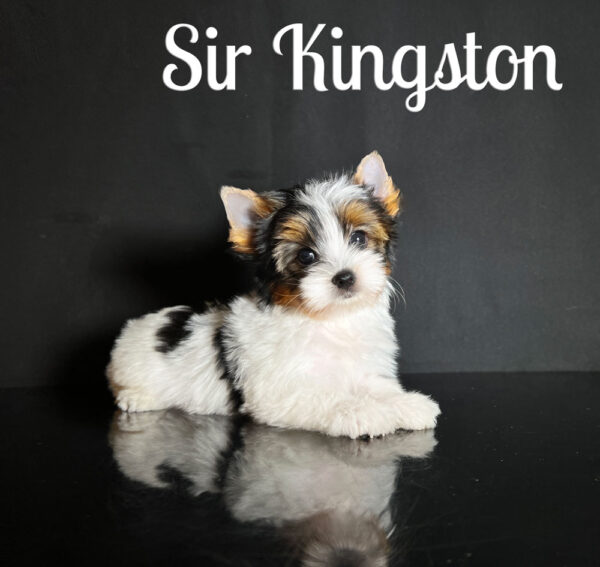 Kingston Biewer Puppy