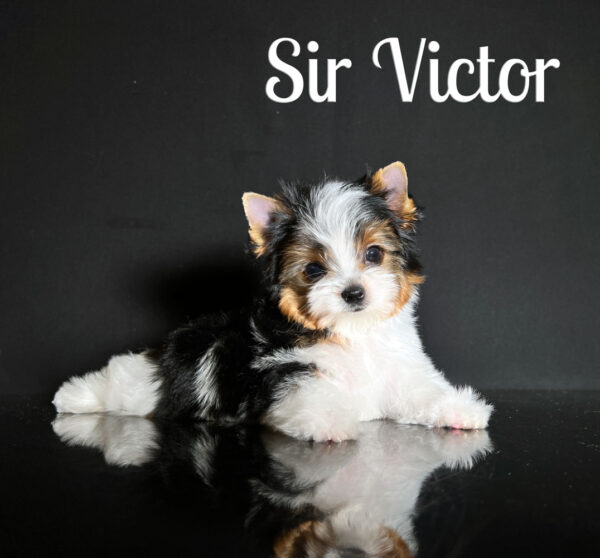 Mini Biewer Puppy Victor