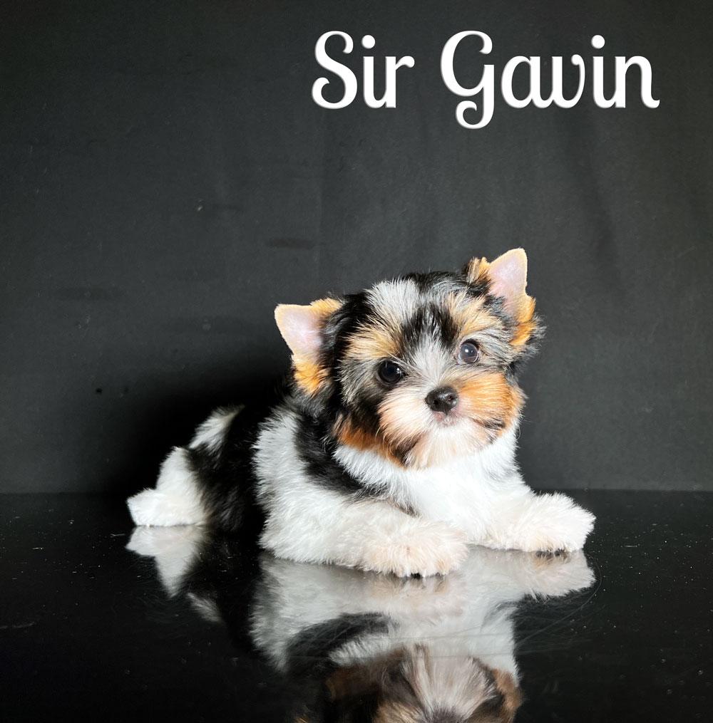 Gavin Biewer Puppy