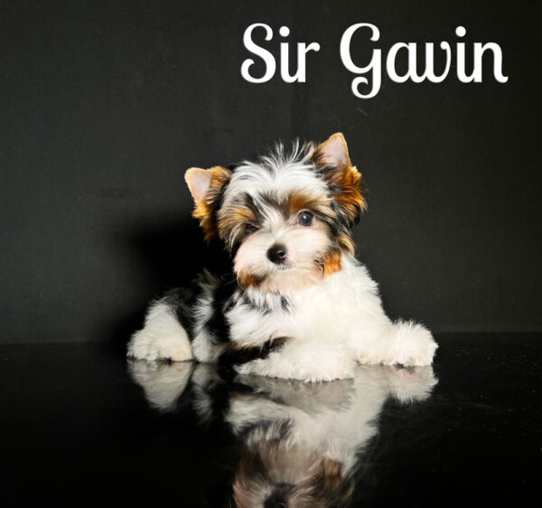 Gavin Biewer Terrier