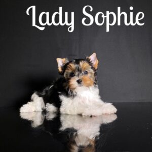 Sophie Biewer Puppy