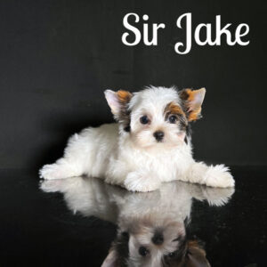 Jake Biewer Puppy