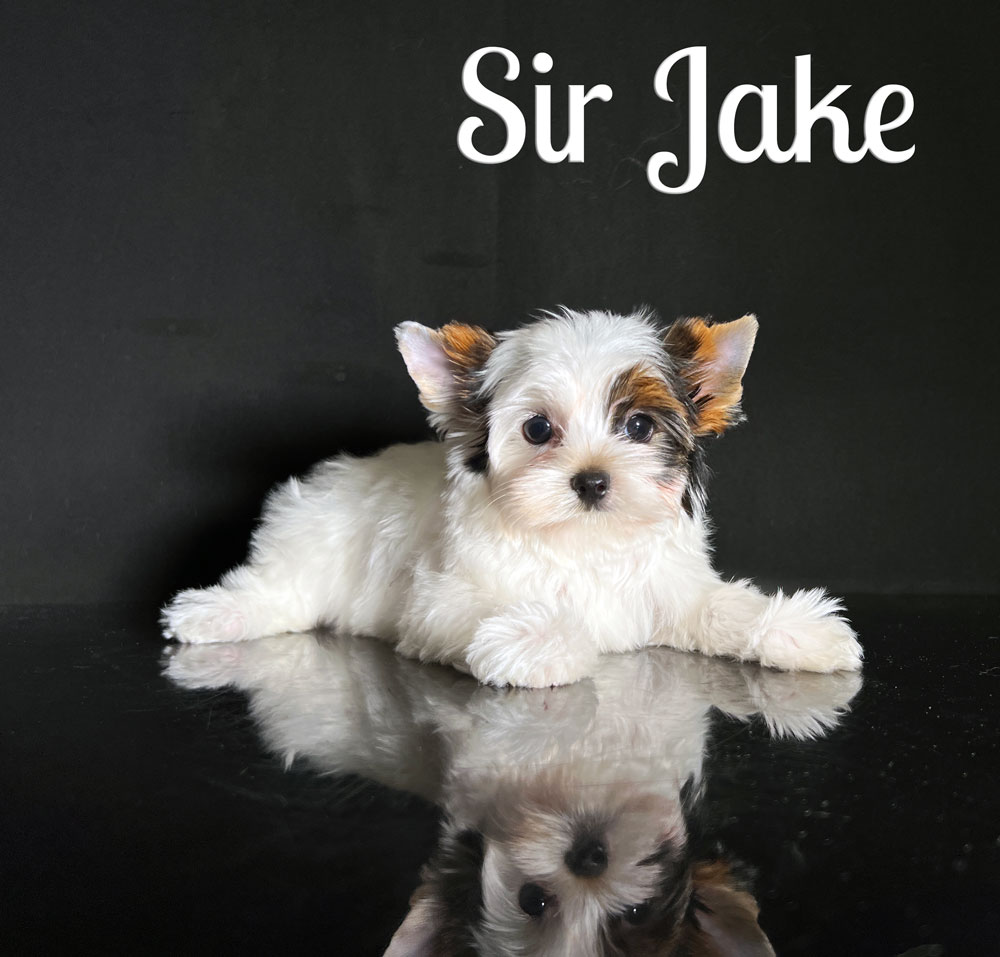 Jake Biewer Puppy