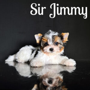 Jimmy Biewer Puppy