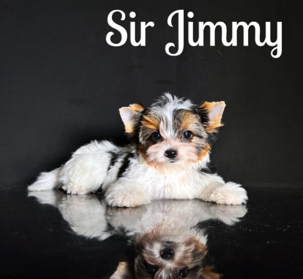 Jimmy Biewer Puppy
