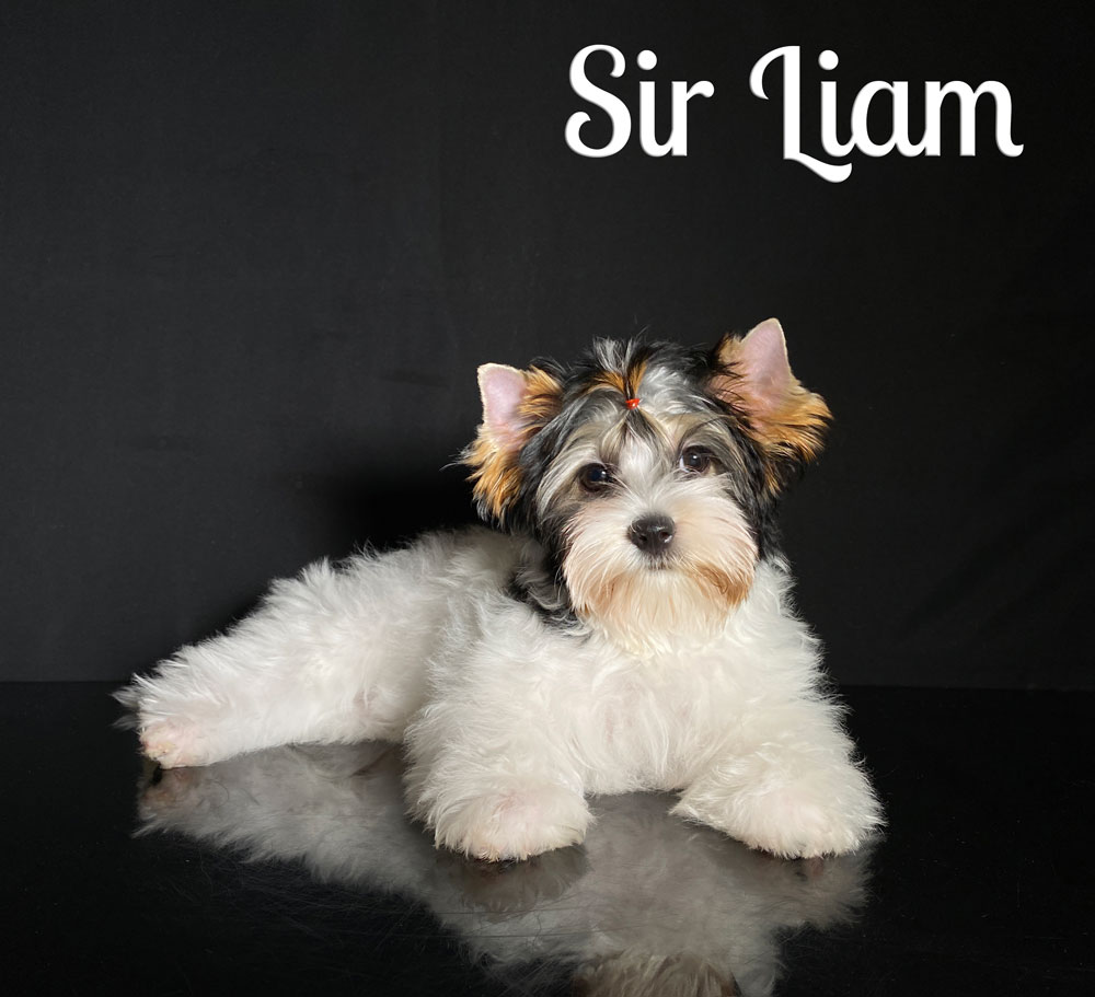 Liam Biewer Puppy