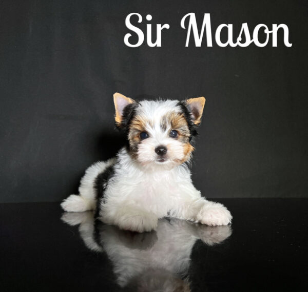 Mason Biewer Terrier Puppy