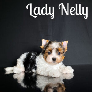 Nelly Biewer Puppy