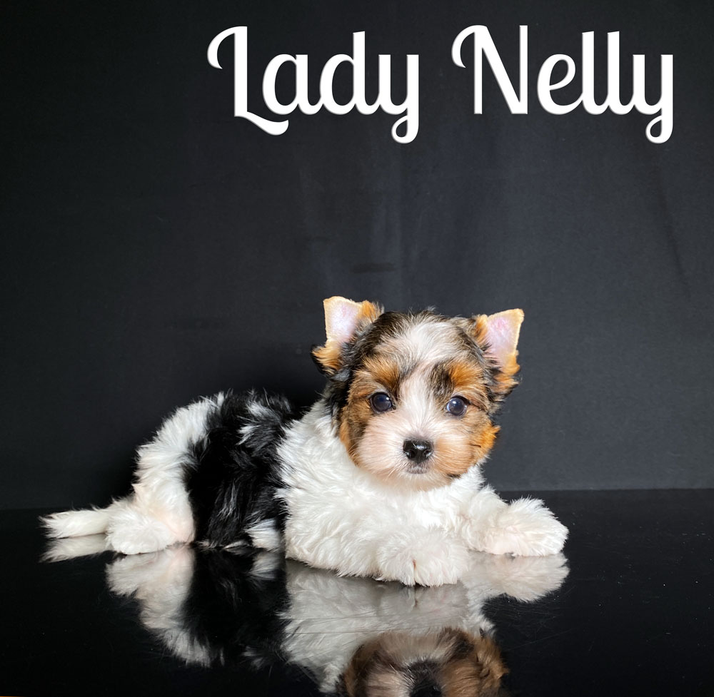 Nelly Biewer Puppy