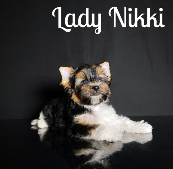 Nikki Biewer Puppy