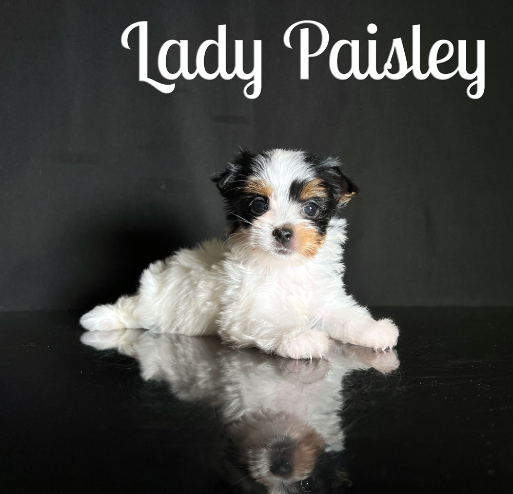 Paisley Biewer Puppy