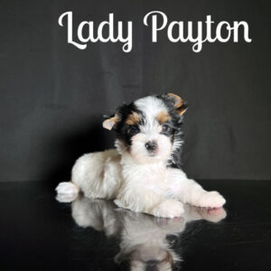 Payton Biewer Puppy