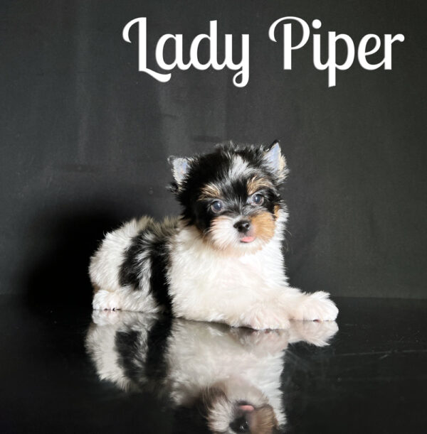Piper Biewer Terrier