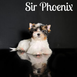 Phoenix Biewer Puppy