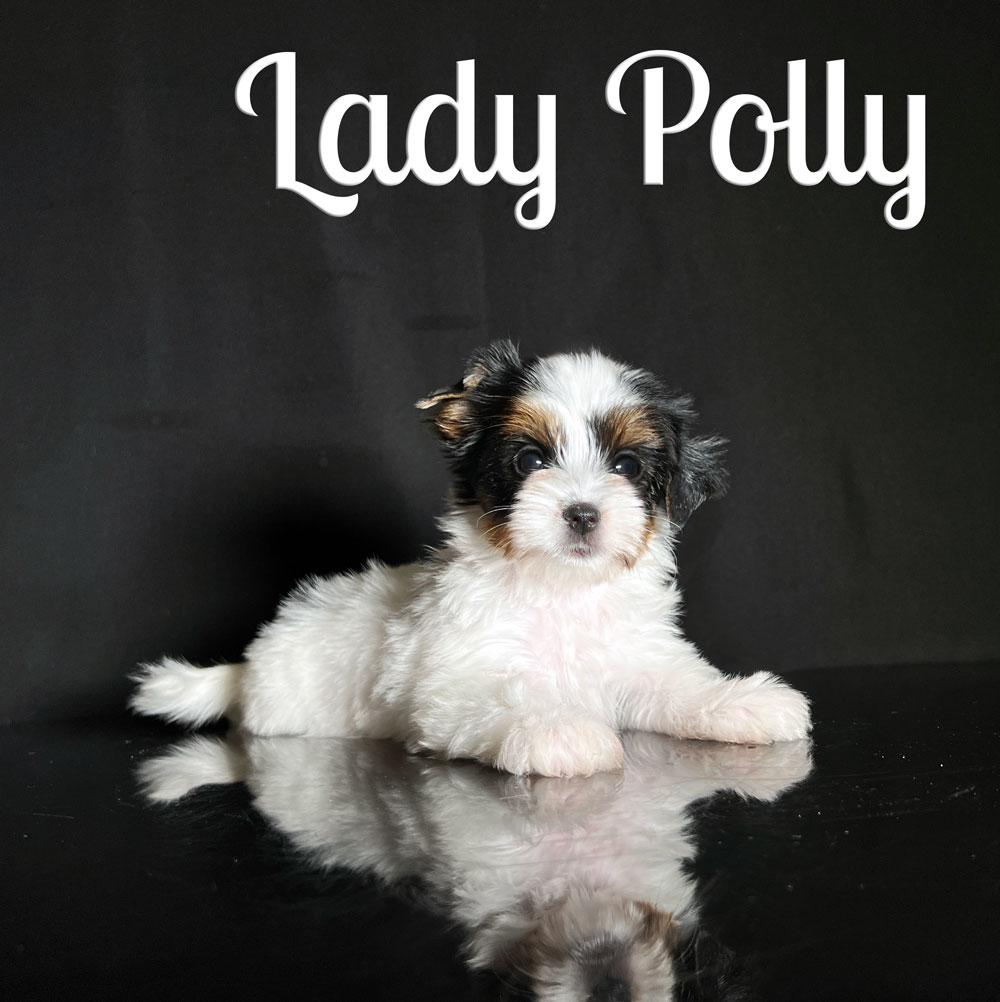Polly Biewer Puppy