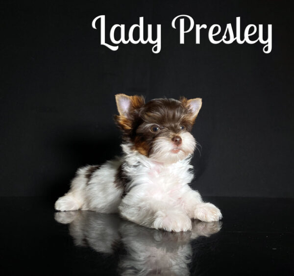 Presley Biewer Biro Puppy